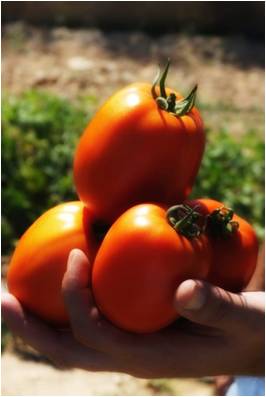 Tomate pera Piktorum