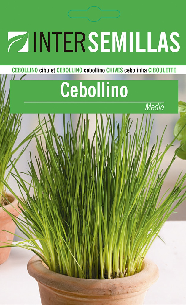 Cebollino medio