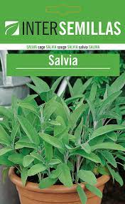 Salvia