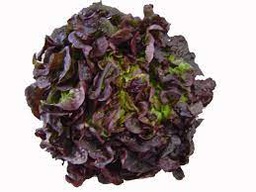 Lechuga Hoja roble roja