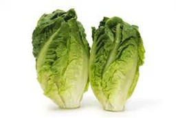 Lechuga cogollo