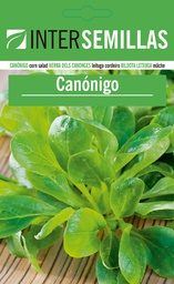 Canónigo