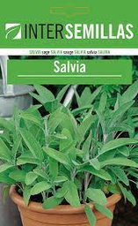 Salvia